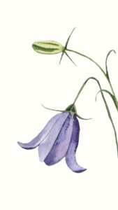 Observación Botánica